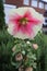 Up close picture of hollyhock Halo flower with rain droplets on petals