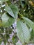 Up close plum tree leaves