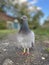 an up close portrait of a blue racing pigeon on the ground