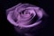 up close purple rose on dark black background