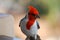 Up Close Red Crested Cardinal Bird with a Breadcrumb
