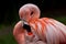 Up close shot of a flamingo with focus on the water droplets on