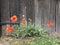 An up close shot of flowers near the Old Clifton Mill, an historic piece of Southwest Ohio - Mills