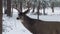 Up close shot of a gigantic mule deer buck