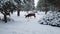 Up close shot of a gigantic mule deer buck