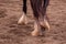 Up close shot of a horse lower legs with a horseshoe on one of them.