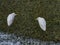 Up Close with Snowy Egrets in Alligator Weeds