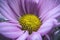 Up close to purple Persian daisy