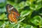 Up close to Red Lacewing butterfly with closed wings