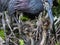 Up Close with a Tricolored Heron Mother and Nestlings