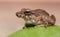 Up close of a Tropical Tree Frog