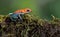 Up close of a Tropical Tree Frog