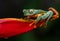 Up close of a Tropical Tree Frog