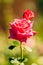 Up-close of two vibrant roses in a lush green grassy field