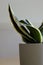 Up close view of green and yellow houseplant in a white plant pot, minimalist home decor