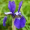 Up close view of an Iris Bloom