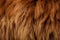 Up close view of a llamas luscious brown fur texture and color