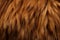 Up close view of a llamas luscious brown fur texture and color