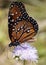 An up close view of a Monarch Butterfly on a purple wildflower in a meadow