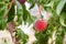 Up close view of peach hanging on the branch of a peach tree in an orchard.