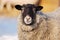 An up close view of a sheep portrait looking at the camera