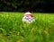 Up close of Where is Waldo Character egg with funny facial expression in grass
