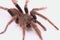 Up close wildlife of Tarantula over white background.