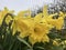 Up close with a yellow daffodil and little flies