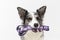 Up close you can see the dog holding a leash in his teeth because he wants to go for a walk. Border Collie dog in shades