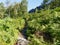 Up an almost invisible path to the face of Birchen Edge