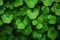 Up leaf green plant patrick close grass luck shamrock clover nature