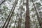 Up rise view photo of bark of pine trees in the forest