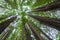 Up-tree shot of Californian redwoods forest in Victoria, Australia