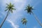 Up view coconut tree and blue sky