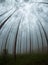 Up view on the crown of tropical trees in foggy weather.