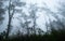 Up view on the crown of tropical trees in foggy weather.