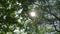 Up View of Trees in the forest with light flare sunlight, Green Nature Concept.