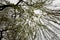 Up viewed hanging weeping willow