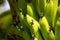 Upclose bananas growing on tree. Macro of bananas