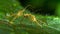 An upclose image of two insects engaging in a delicate dance as one uses its ovipositor to lay eggs on a leaf. . AI