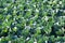 Upclose Leafy Green Cabbage in Field