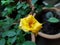 Upclose with low light yellow rose