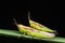 Upclose nature wildlife a grasshoppers or Locust mating on a green grass with black background.