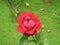 An upclose picture of a beautiful red rose