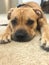 Upclose portrait of american pitt bull mastiff puppy dog