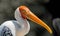 Upclose Portrait of a Painted Stork on a monochrome background - Mycteria leucocephala