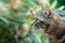 Upclose portrait of a tabby cat