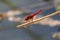 Upclose red dragonfly on wooden stick.