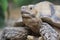 Upclose shot of big african spurred tortoise