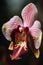 An upclose shot of a delicate magentatinted orchid. Trendy color of 2023 Viva Magenta.. AI generation